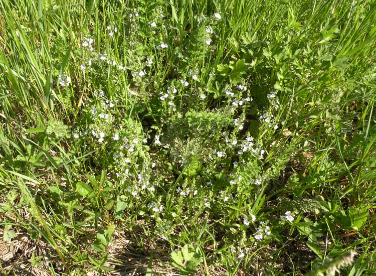 Nelle Valli di Novellara alla ricerca della Viola pumila